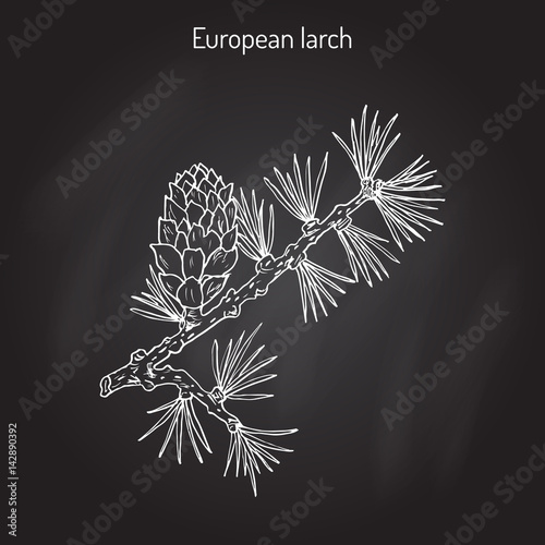 Larch cone and branch