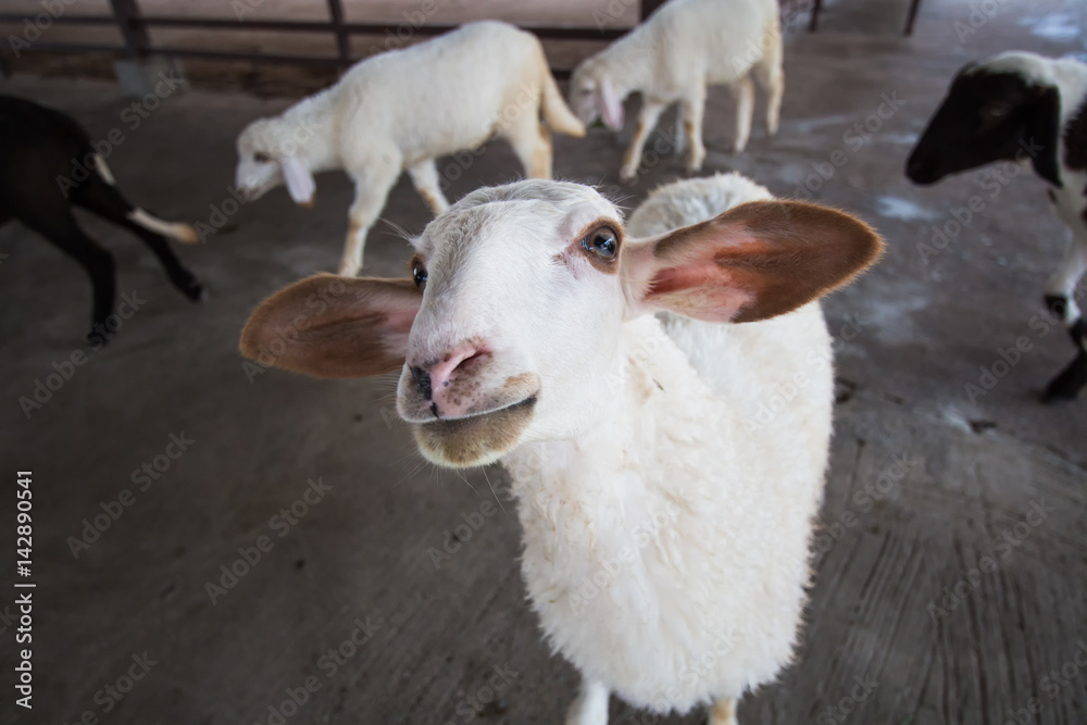 Obraz premium lamb sheep