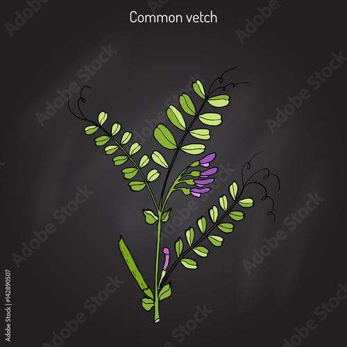 The vetch vicia sativa 