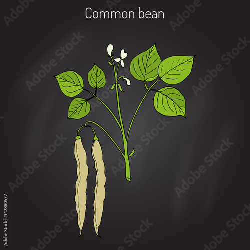 Common bean Phaseolus vulgaris 