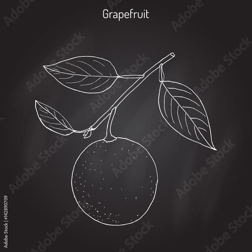 Grapefruit Citrus paradisi , subtropical citrus tree