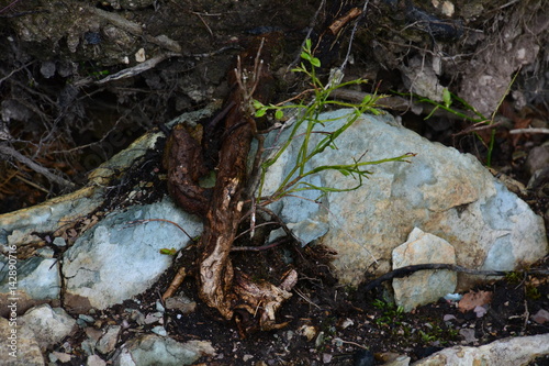 A plant among the stones