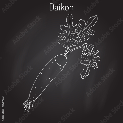 Daicon Raphanus sativus , or white radish