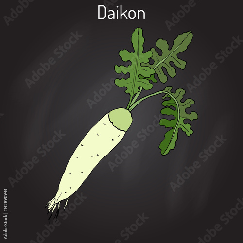 Daicon Raphanus sativus , or white radish
