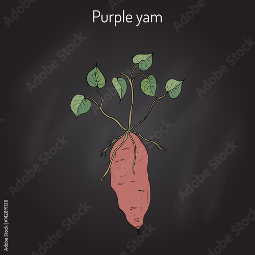 Purple yam Dioscorea alata 