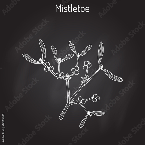 White mistletoe Viscum album 
