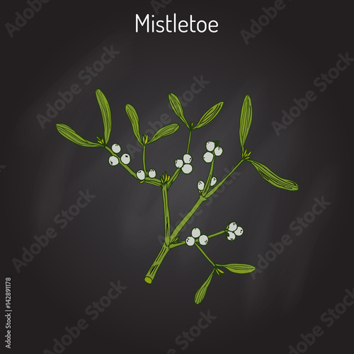 White mistletoe Viscum album 