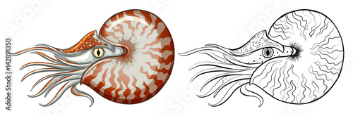 Animal outline for nautilus shell photo