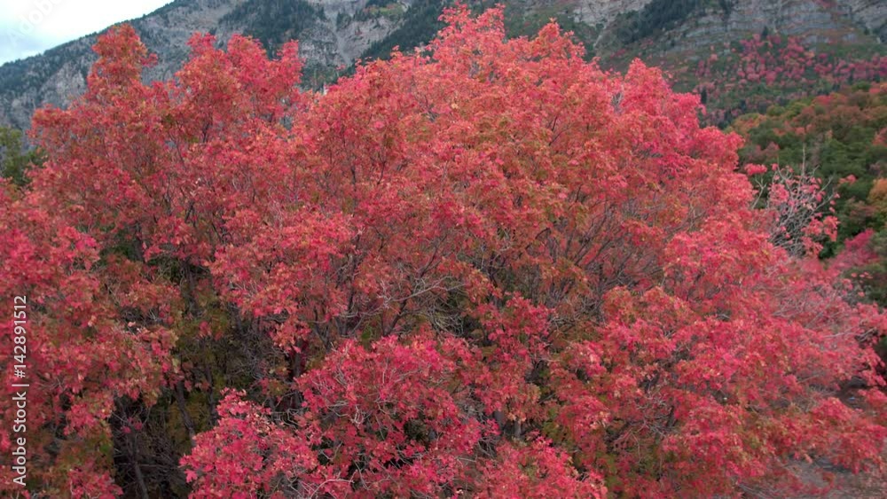 Aerial view flying up and over colorful trees Aerial view flying up and over colorful trees