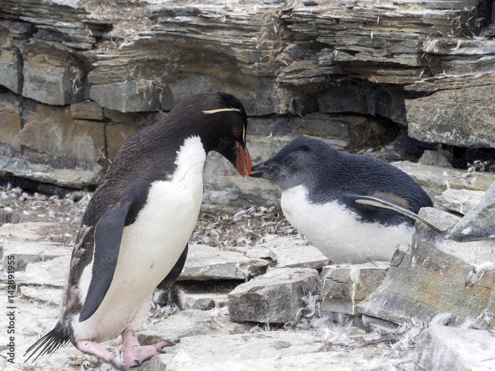 Fototapeta premium Rockhopper Penguin, Eudyptes chrysocome, feed the baby, Sea Lion Island, Falkland / Malvinas