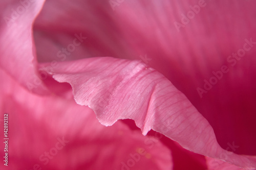 Petals