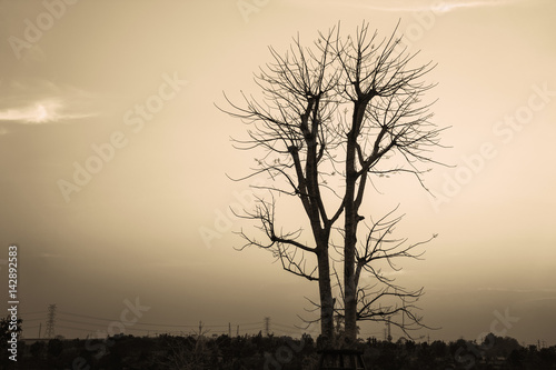 The tree died in the evening sky at sunset.