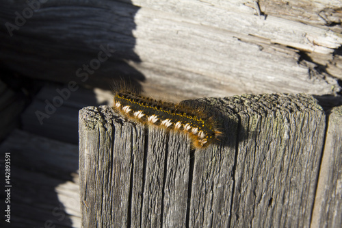 Caterpillar butterfly  