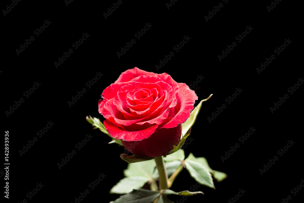 Fototapeta premium Red rose with leaves, isolated on black