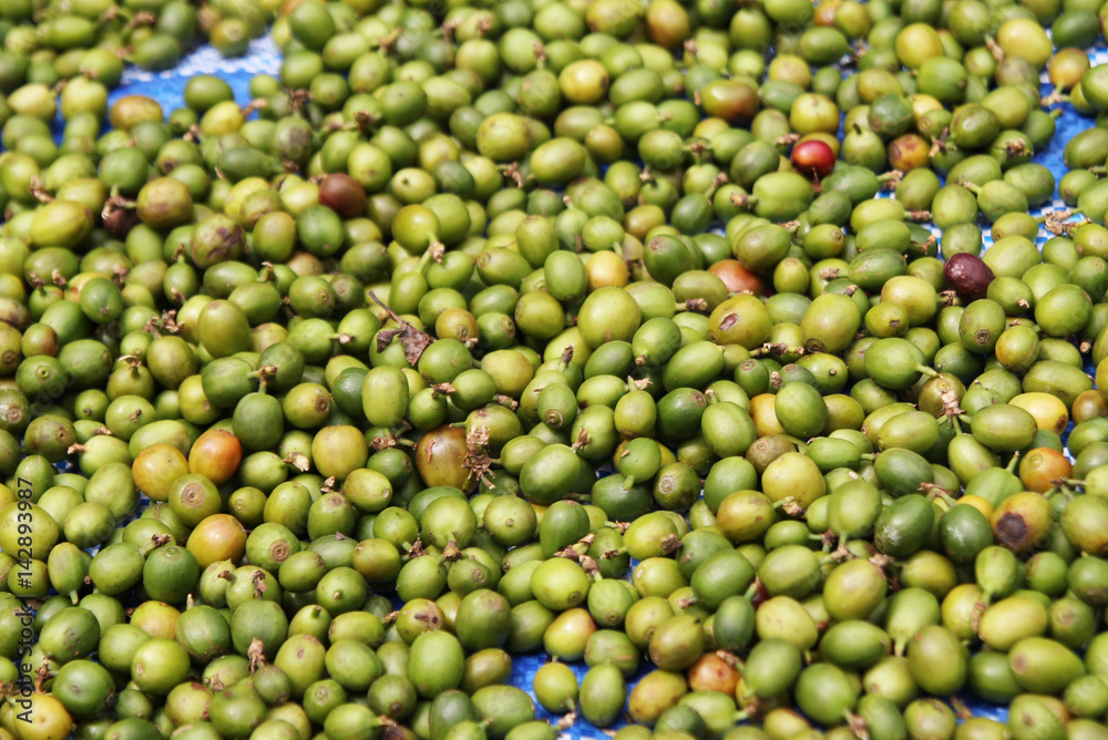 Travel to Doi Suthep, Chiangmai, Thailand. The green coffee berries closeup for background. Travel to Doi Suthep, Chiangmai, Thailand. The green coffee berries closeup for background.