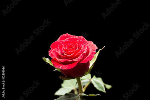 Red rose with leaves  isolated on black