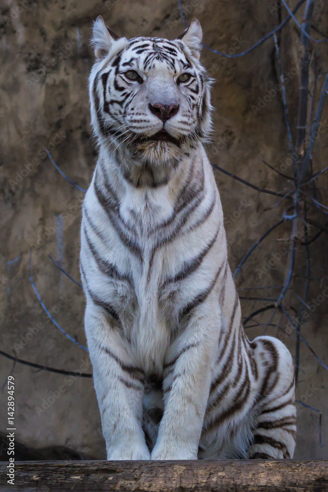 White tiger Bengal tiger species with a congenital mutation. The