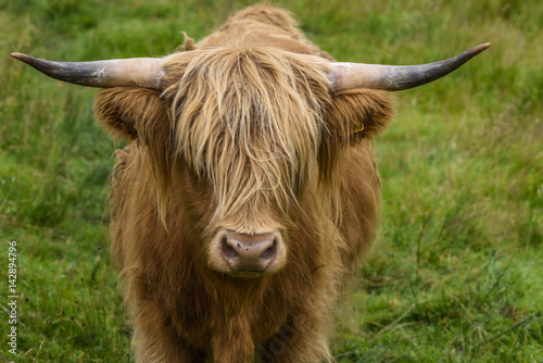 Scotish highland cattle portrait