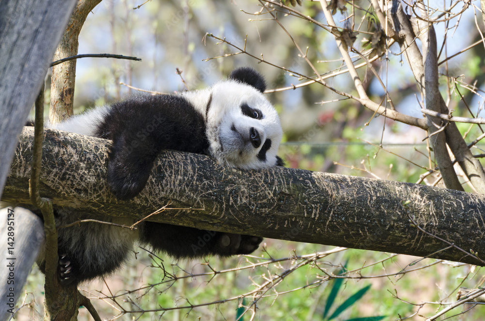 Obraz premium Bearish