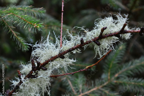 lichens2
