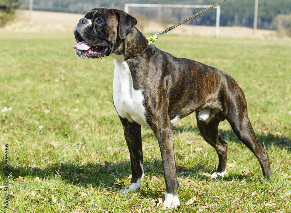 german tiger boxer dog