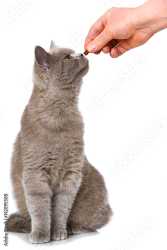 Fototapeta Naklejka Na Ścianę i Meble -  Katze erhält Leckerchen
