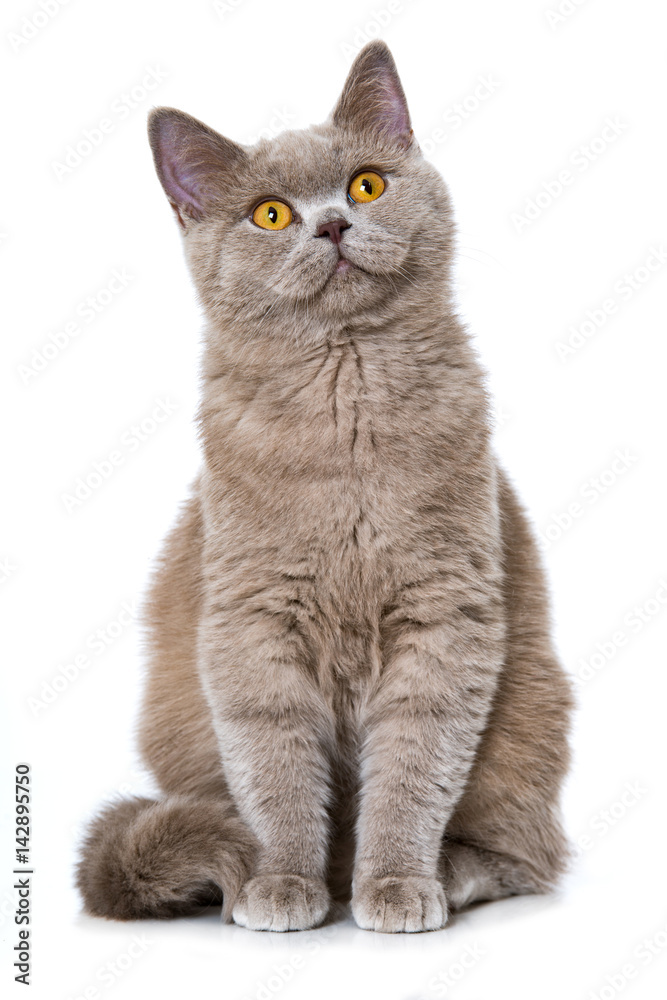 Fototapeta premium Kätzchen sieht nach oben