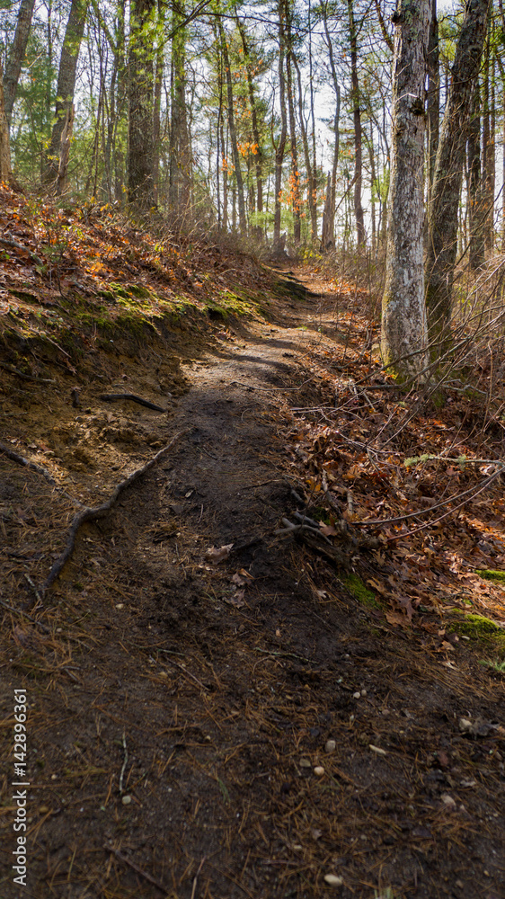 Fototapeta premium Trail through the forest