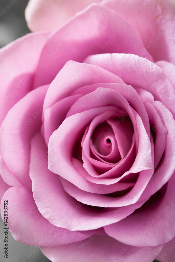 beautiful pink rose flower closeup background beautiful pink rose flower closeup background