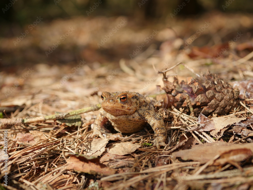 Obraz premium sitting brown toad