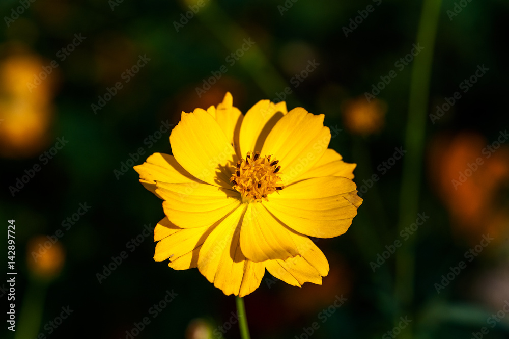 Blooming yellow flower under the dusk sunshine Blooming yellow flower under the dusk sunshine