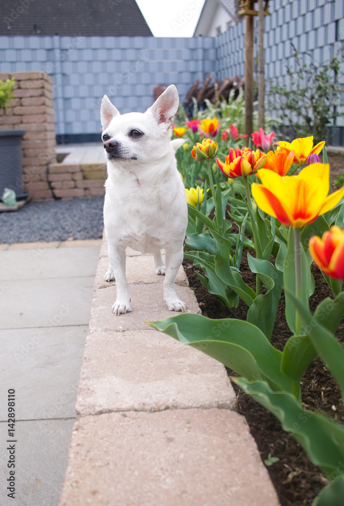 Chihuahua genießt den Frühling