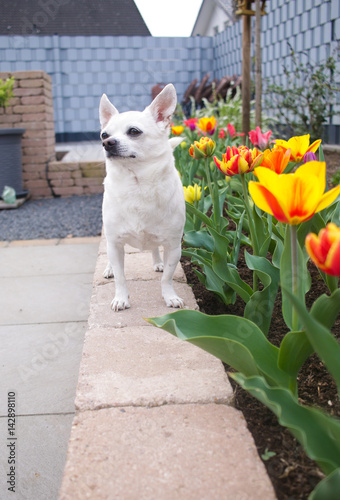 Chihuahua genießt den Frühling © inapod