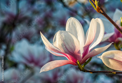 Magnolia flower blossom in springtime