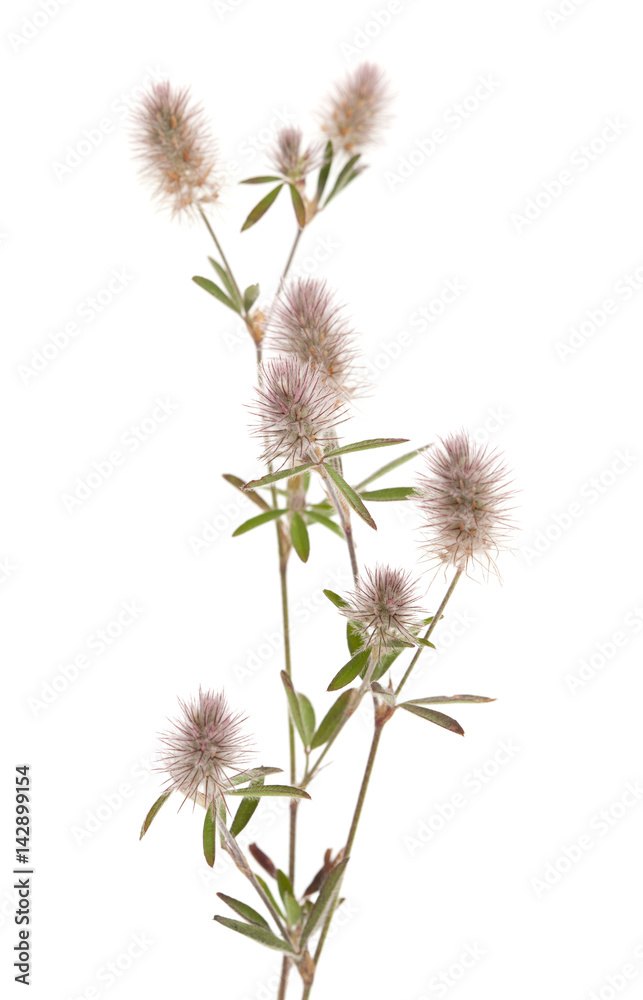 flora of Gran Canaria - Trifolium arvense, harefoot clover flora of Gran Canaria - Trifolium arvense, harefoot clover
