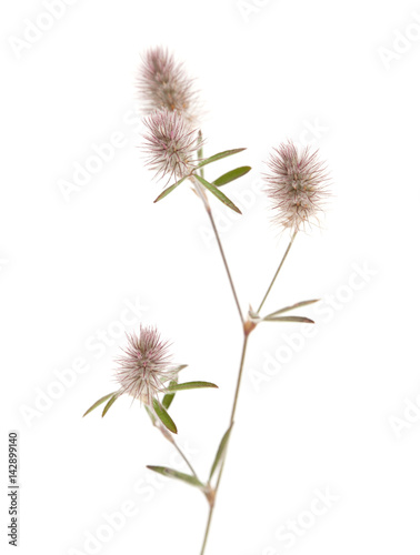 flora of Gran Canaria - Trifolium arvense  harefoot clover 