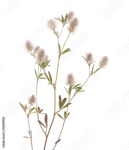 flora of Gran Canaria - Trifolium arvense, harefoot clover 