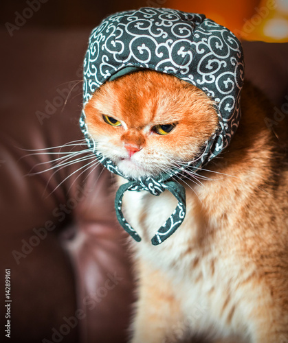 Orange cat wearing hat on sofa