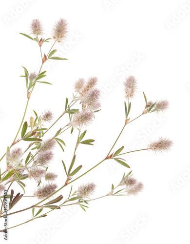 flora of Gran Canaria - Trifolium arvense, harefoot clover 
