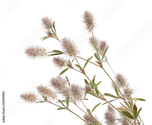 flora of Gran Canaria - Trifolium arvense  harefoot clover 