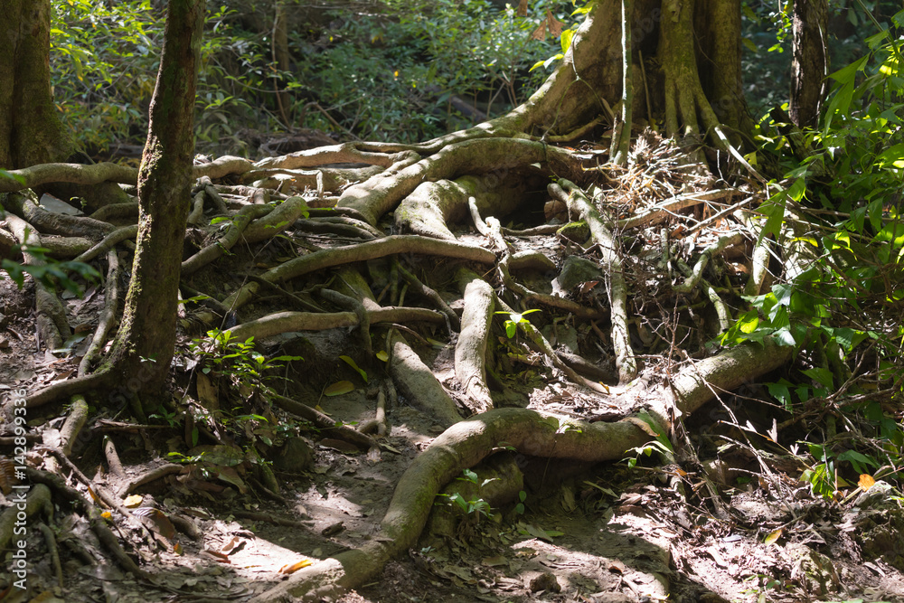 Roots of tropical trees