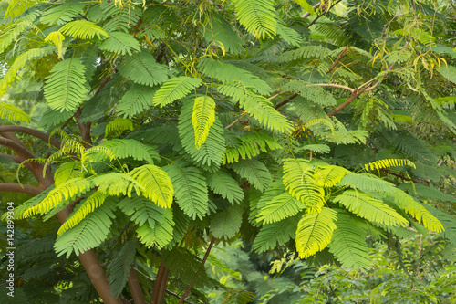 Exotic tree in Thailand with young leaves complex structure