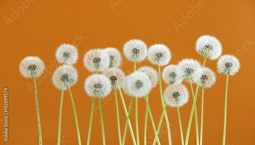 Dandelion flower on brown color background, group objects on blank space backdrop, nature and spring season concept.
