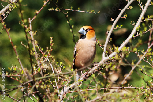 Hawfinch / Kernbeisser (Coccothraustes coccothraustes) © Marc Scharping