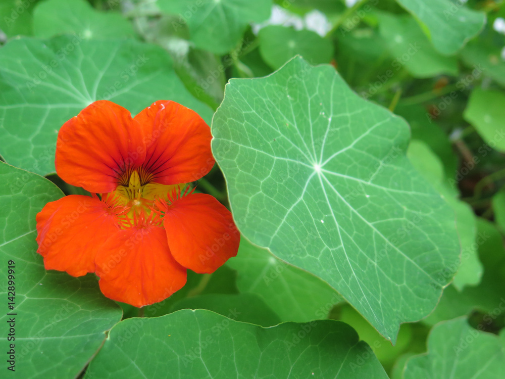 Nasturtium flower in bloom Nasturtium flower in bloom