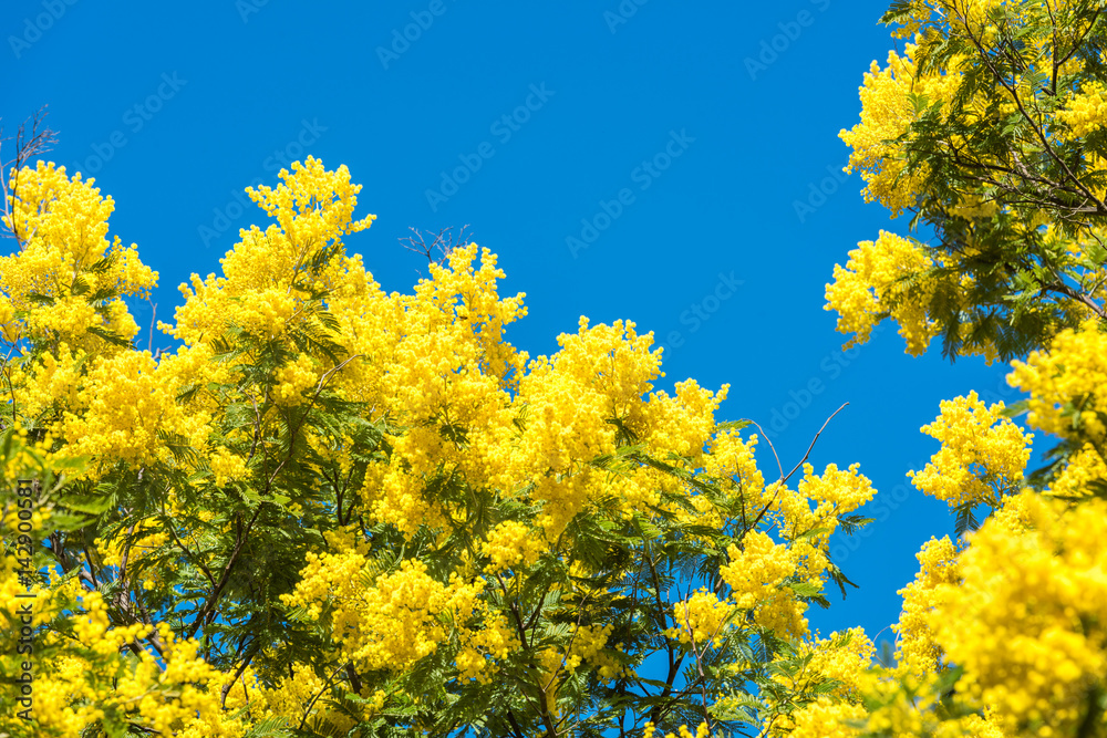 Yellow blooming of mimosa tree in spring