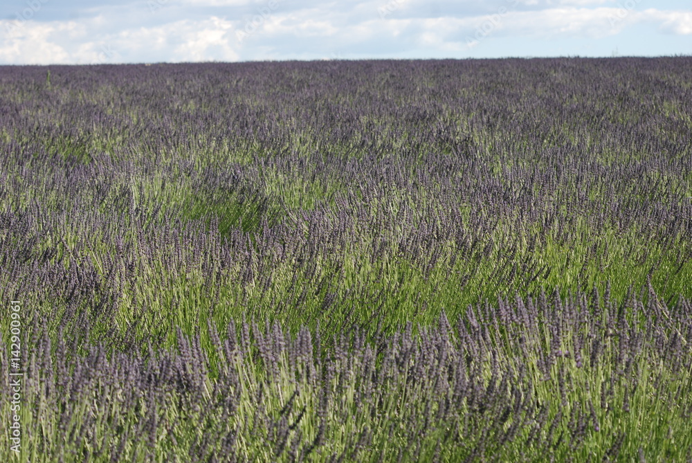 Fototapeta premium lavande