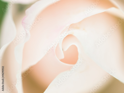 Abstract macro shot of beautiful white rose flower.  Floral background with soft selective focus, shallow depth of field.