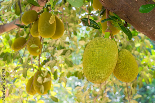 Jack fruit Produce