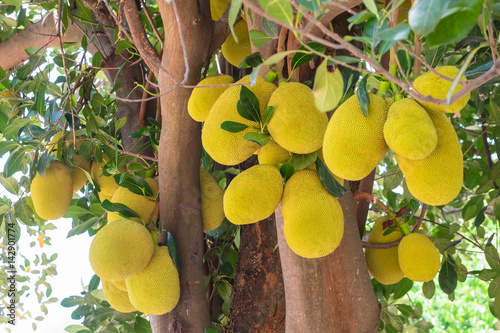 Jack fruit Produce
